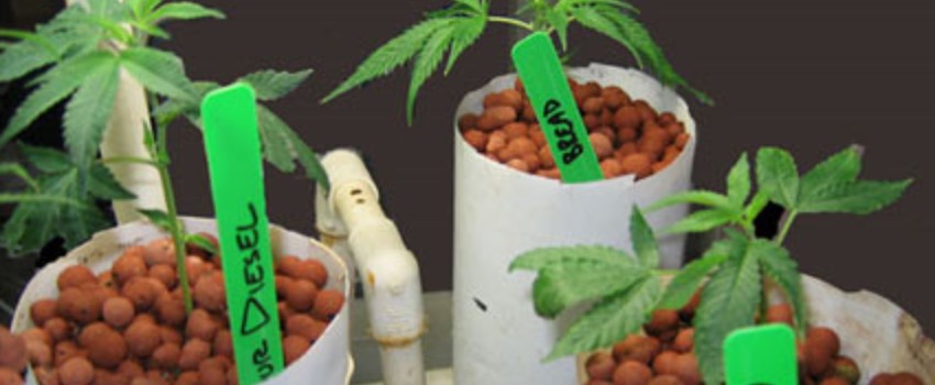 Propagation