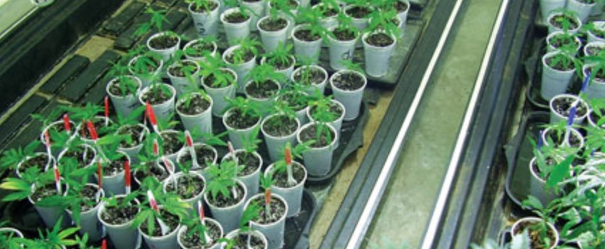 Propagation