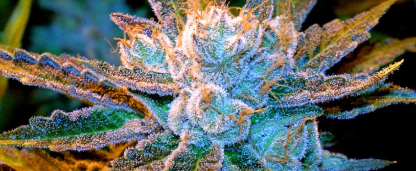 Tickle Kush Medical