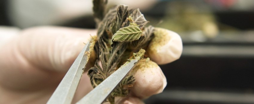 Trimming