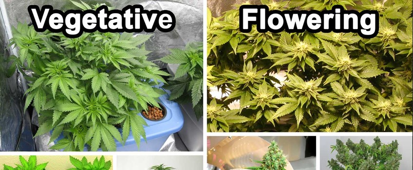 Vegetation and Flowering