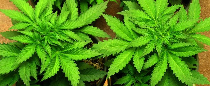 Vegetation