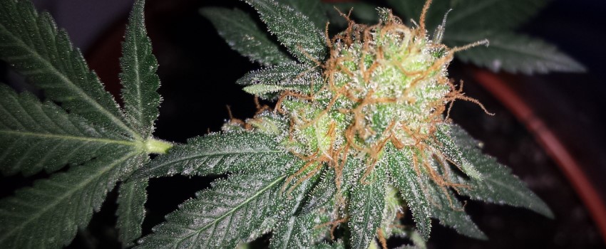 CBD Shark Adverse Reaction