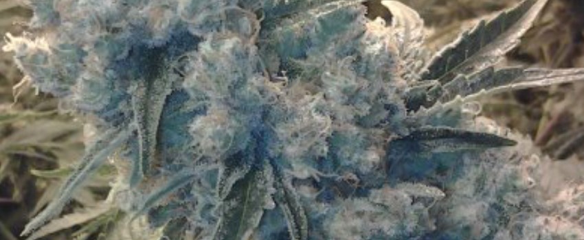CBD Shark Effects