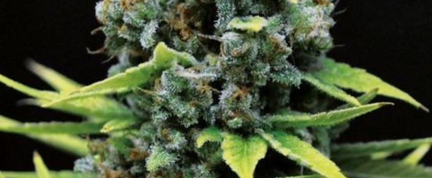 CBD Shark Medical