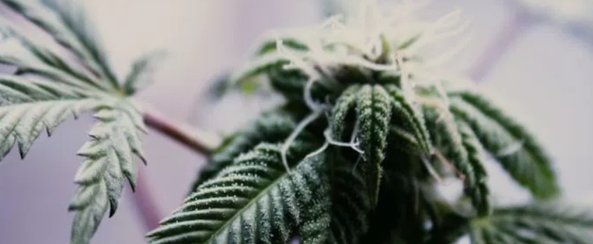 Cannabis Gets More Mainstream