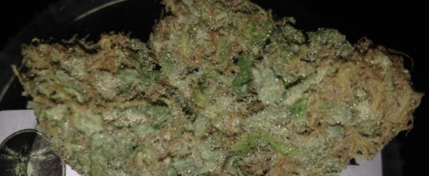 Gucci OG Effects