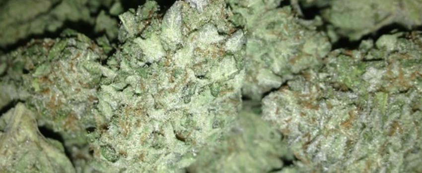 Gucci OG Medical