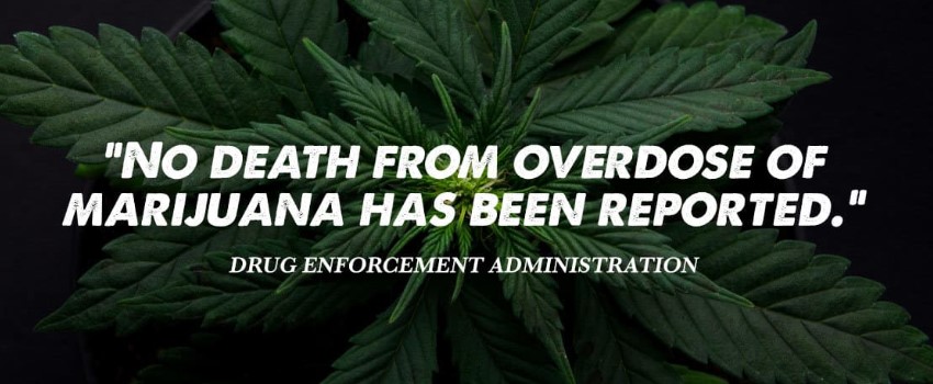MMJ Overdoses are Non-Existent
