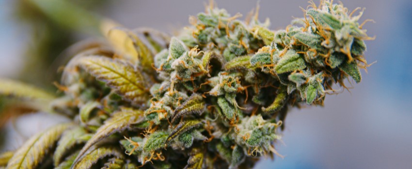 Marijuana Flowers Will be Available at MMJ Dispensaries