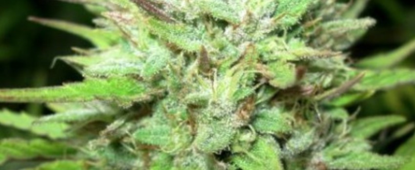 OG Ringo Adverse Reaction