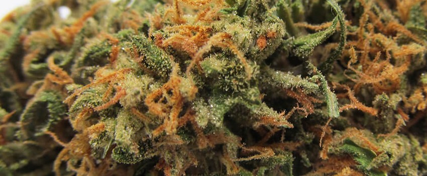 OG Ringo Medical
