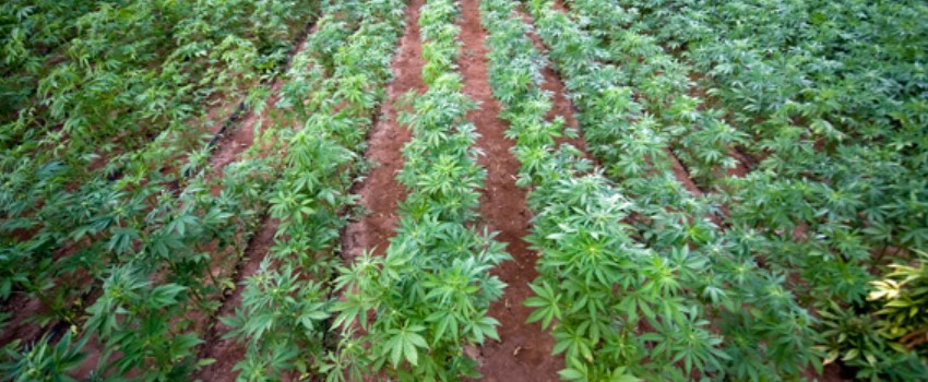 Outdoor Crop is the Most Affected