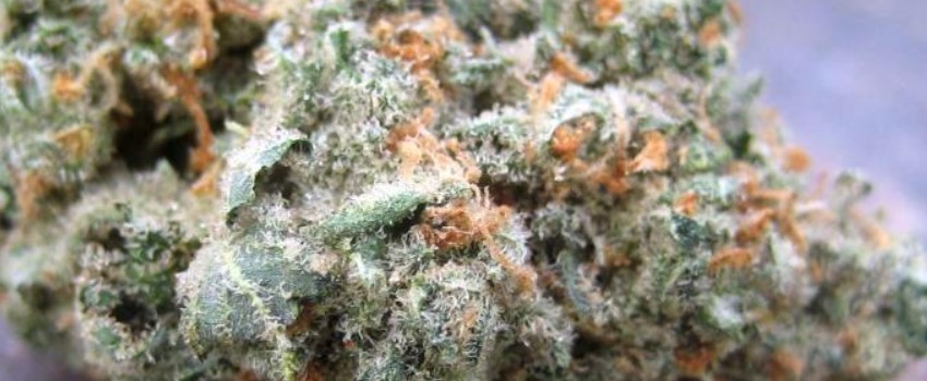 Pineapple Jack Medical