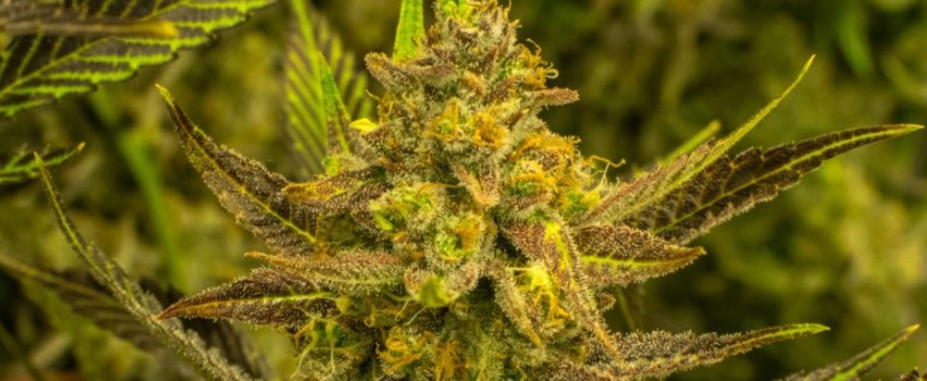 Professor Chaos Medical