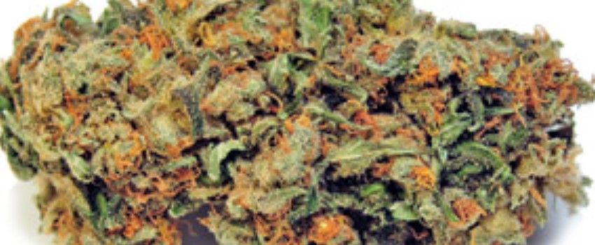 Purple Chemdawg Adverse Reaction