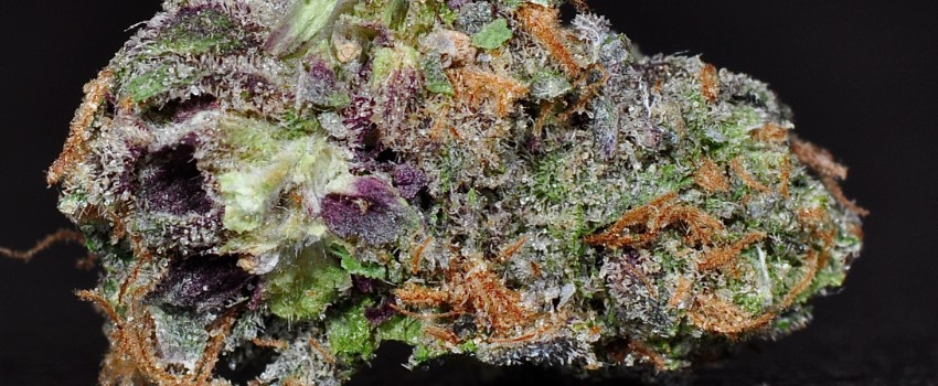 Purple Chemdawg Effects