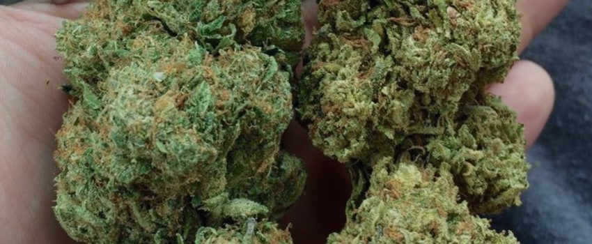 Purple Chemdawg Medical