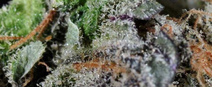 Purple Maui Adverse Reaction