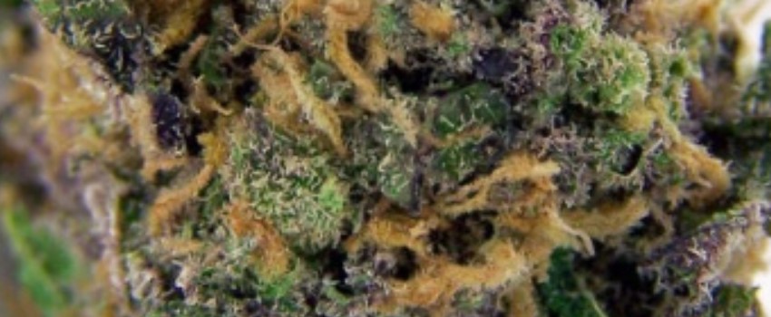 Purple Maui Medical