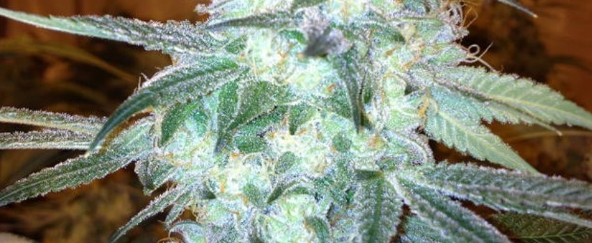 Rug Burn OG Effects