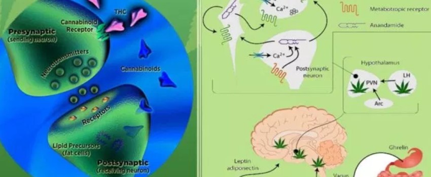 Scientific Studies Highlight the Endocannabinoid System