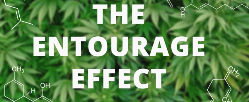 The Entourage Effect At Work
