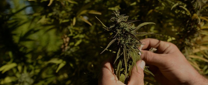 What Functional Remedies Does Differently