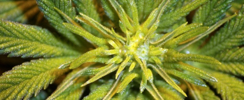 Yummy Medical