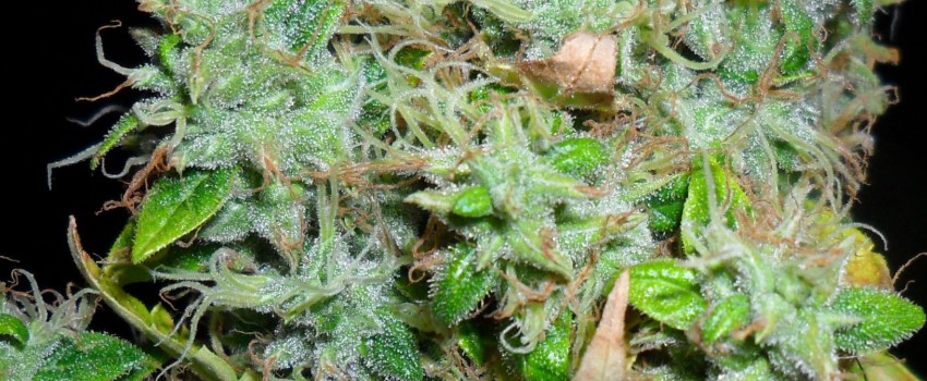 Arjan's Ultra Haze #1 Adverse Reaction
