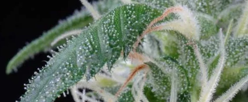 Arjan's Ultra Haze #1 Effects