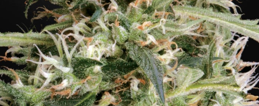 Arjan's Ultra Haze #1 Medical