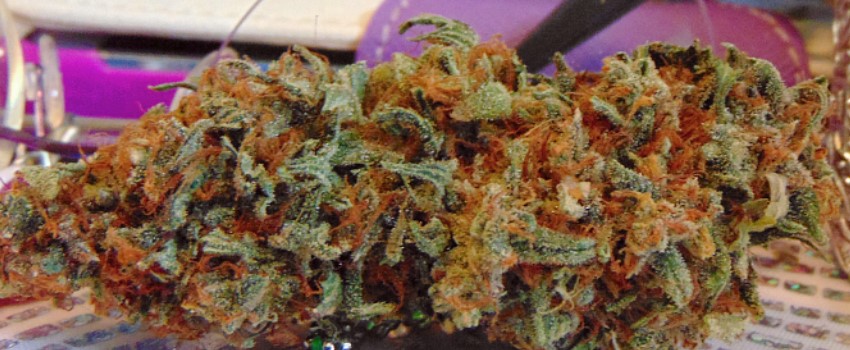 Blue Blood Medical