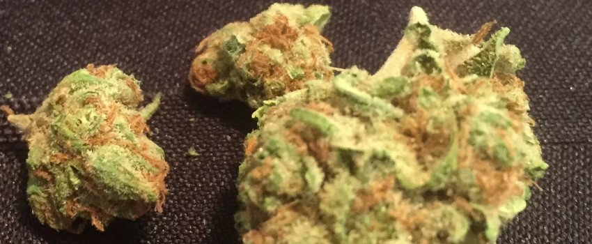 Buffalo Bill Medical