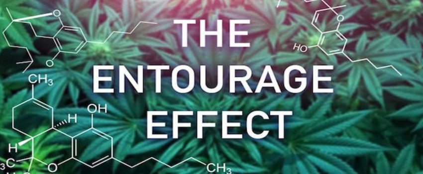 Cannabinoids and the Entourage Effect