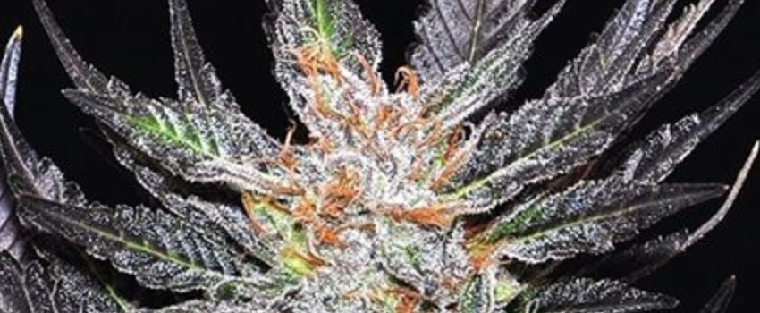 Cheese Candy Effects