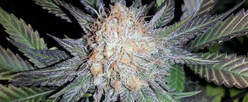 Cheese Candy Medical