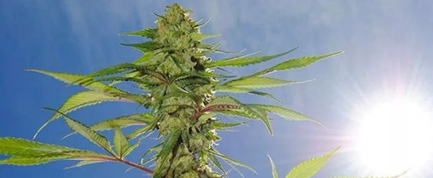 Control How Much Light the Plants Receive