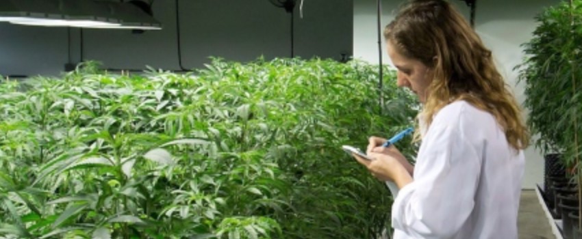 Development Around Medical Marijuana