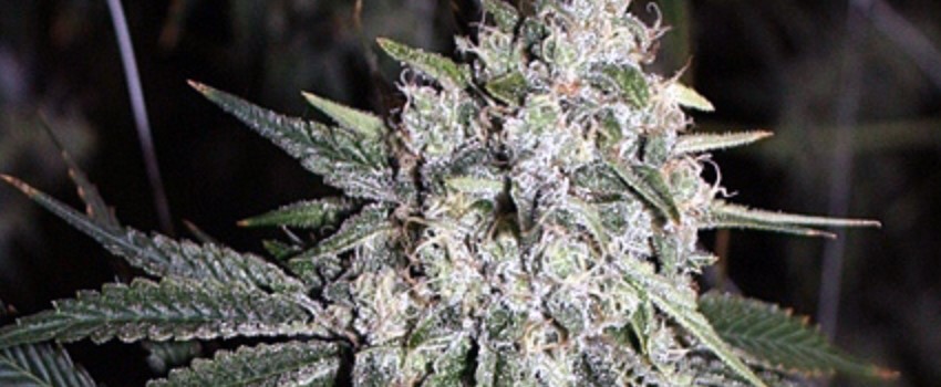 Holy Ghost Medical