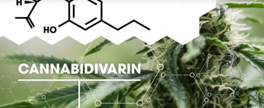 How CBDV Effects Nausea, Epilepsy, and Bones