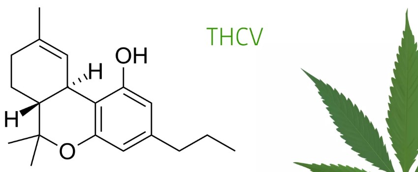 How to Find Strains with THCV