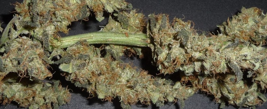 Jamaican Adverse Reaction
