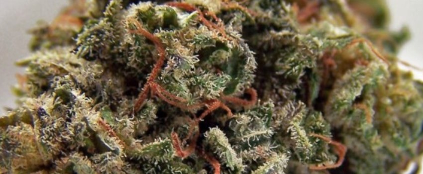 Jamaican Medical
