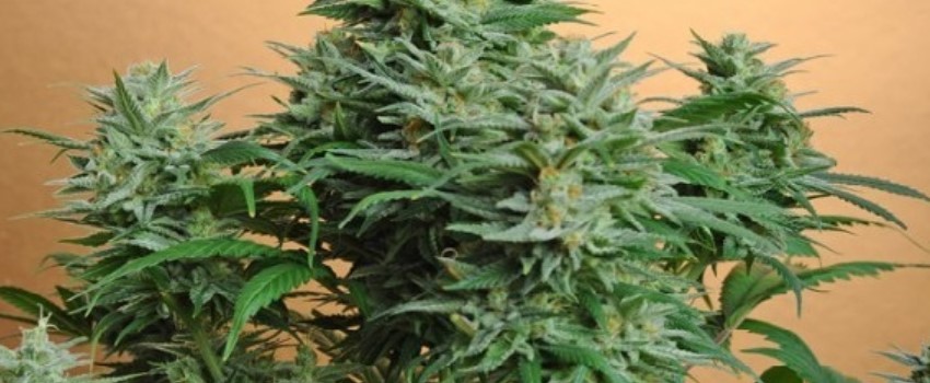 MILF Medical
