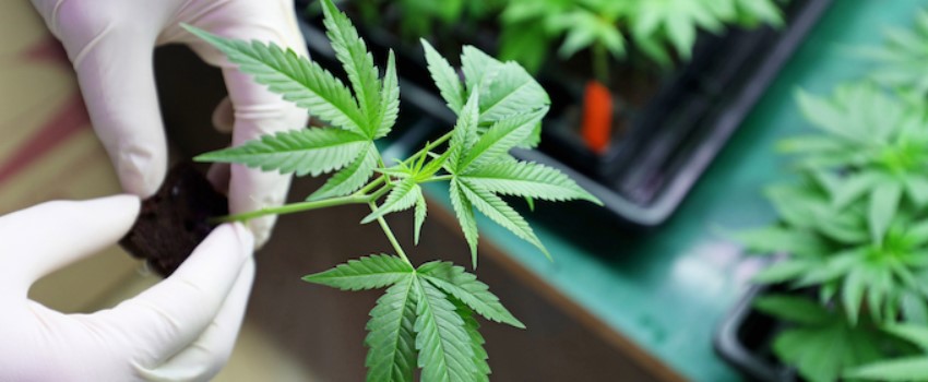 MMJ Research Program in Louisiana