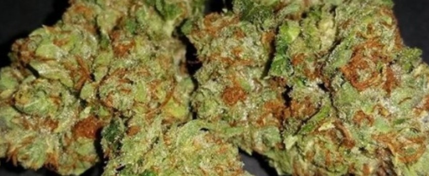 Paris XXX Medical