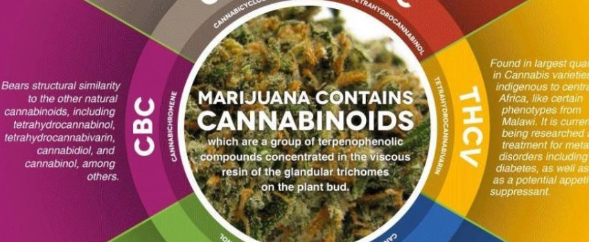 Properties and Therapeutic Benefits of CBC