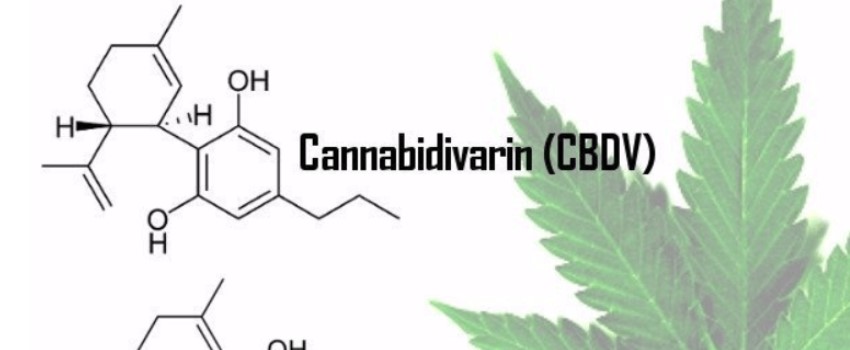What is Cannabidivarin (CBDV)
