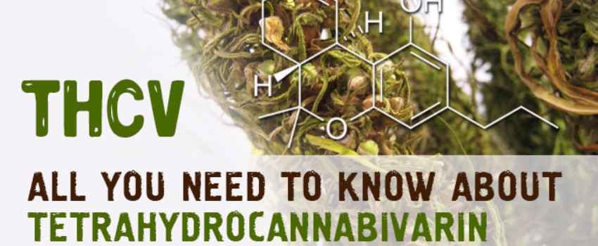 What is Tetrahydrocannabivarin (THCV)
